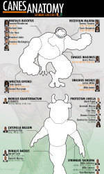 INFOGRAPHIC: Canes Anatomy