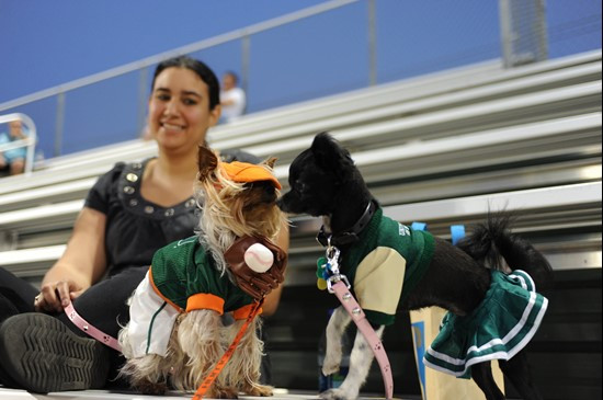 The Miami Hurricanes hosted Illinois State at Alex Rodriguez Park on March 8, 2011.  The game marked the first annual Bark in the park where dogs were...