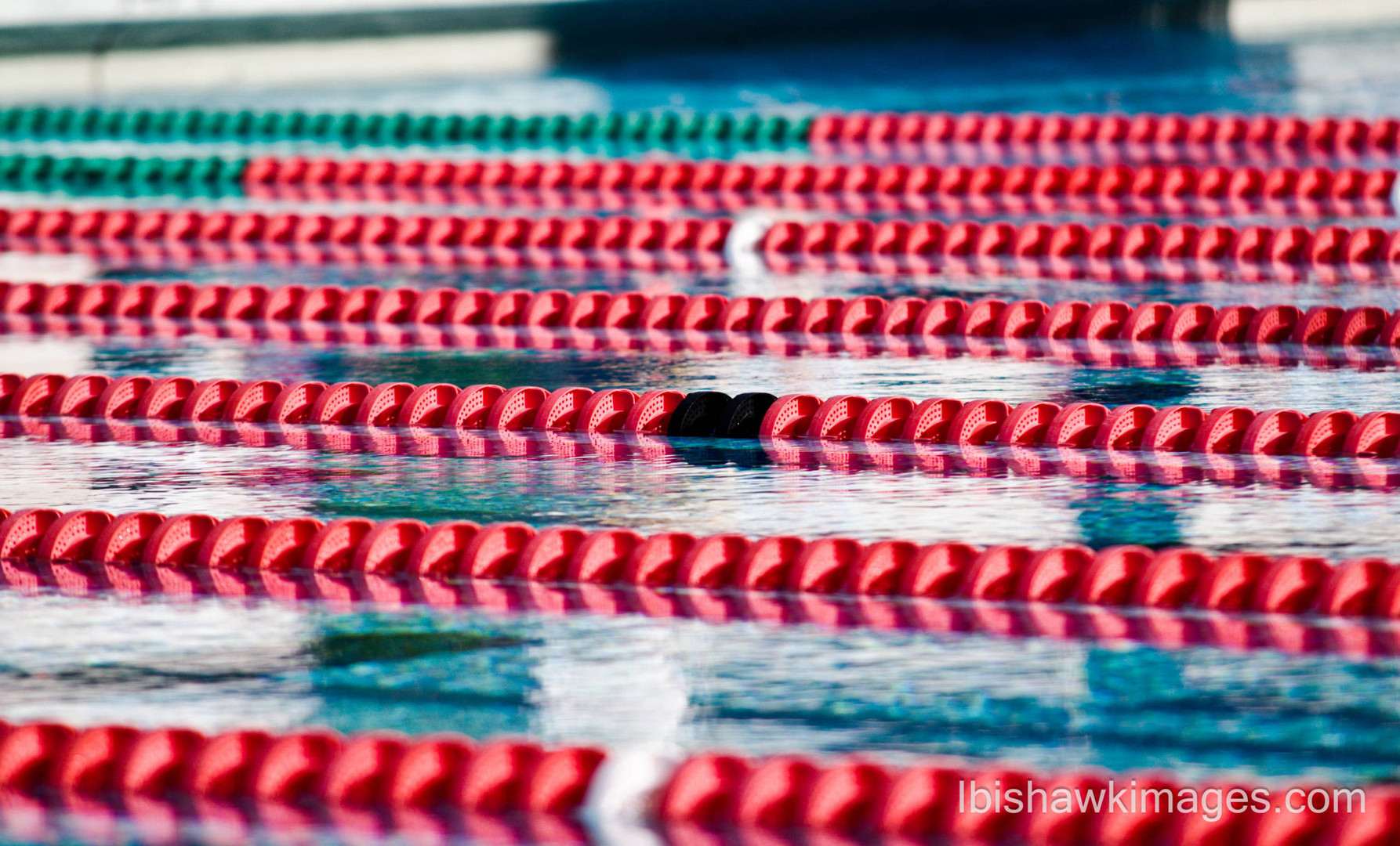 Swimming & Diving Opens Home Slate vs. Tigers